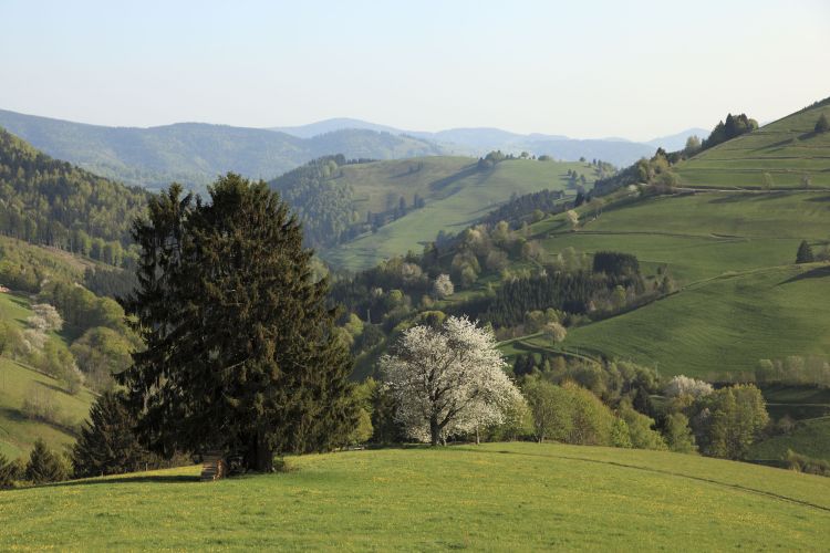 Frühlingslandschaft