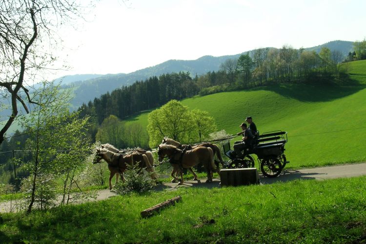 Kutsche im Schwarzwald