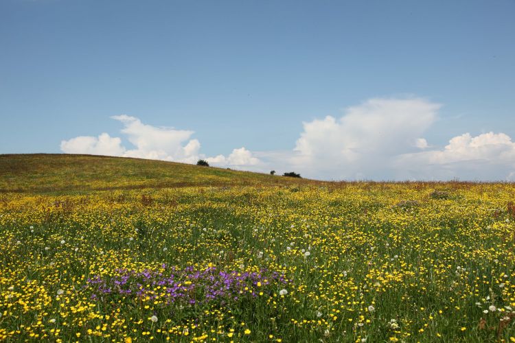 Frühling auf dem Schauinsland