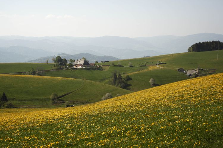 Frühlingslandschaft