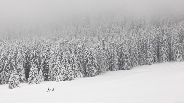 Langläufer im Schwarzwald