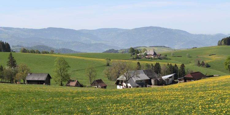 Schwarzwald-Landschaft mit Bauernhöfen